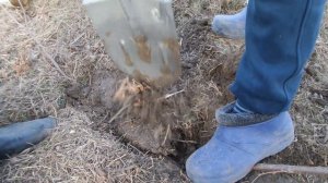 F Размножаем Лесной Орех Лещину Фундук Прикапываем Отводки We propagate Hazelnut dig in Layers 2021