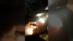 кровяное кольцо при овоскопировании