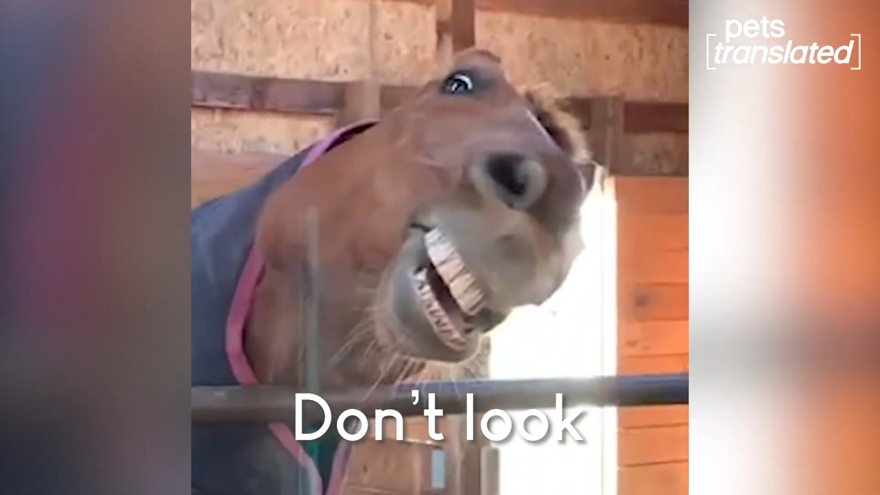 Лошадиная сила | Смешные лошадки смотреть онлайн