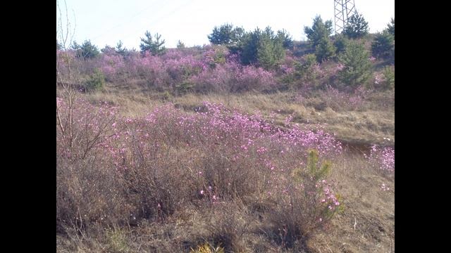 Красоты Дальнего Востока! Багульник цветет!!! смотреть онлайн