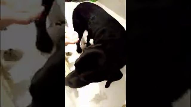 Лабрадор и мойка лап лучшим шампунем с хлоргексидином смотреть онлайн