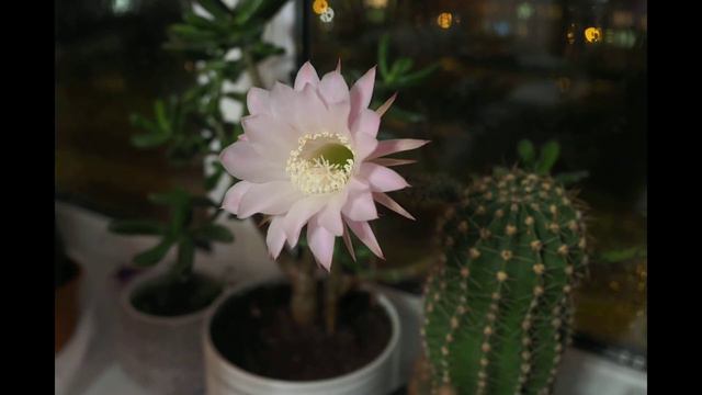 Раскрытие цветка Echinopsis oxygona смотреть онлайн