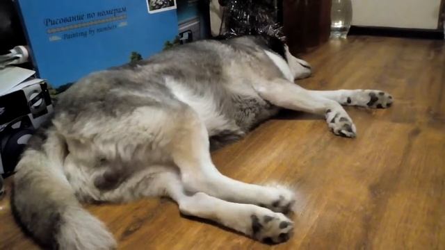 Хаски "бегает" во сне .... смотреть онлайн