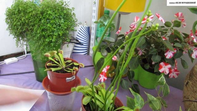 Весеннее ЦВЕТЕНИЕ МУХОЛОВКИ. Какой водой лучше поливать? смотреть онлайн