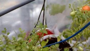 Теплица на крыше гаража своими руками из бесплатных материалов