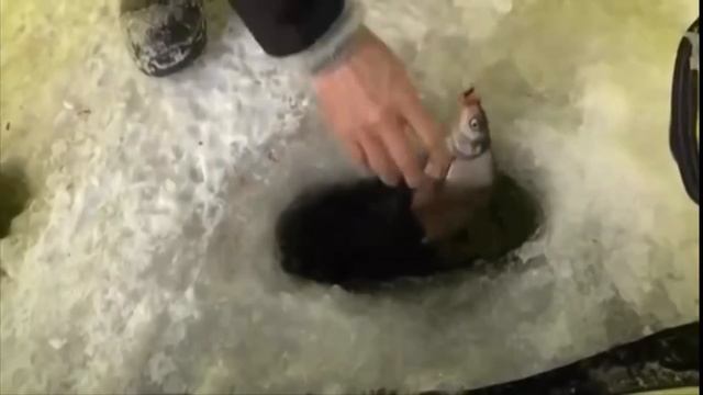 Ловля зимой на поплавок ! Можно смотреть вечно! Зе Рыбалка