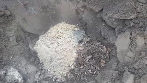 посадка хосты, гейхеры. дицентры. гортензии.