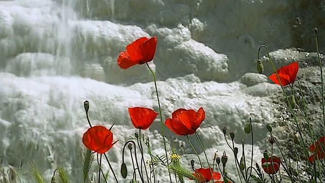 Псалом 102:1-11 Читает Ольга Голикова смотреть онлайн