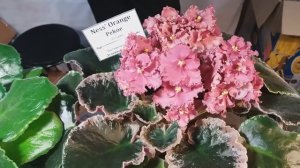 Выставка фиалок Одесса. Клуб любителей. Одесса сегодня. Цветы. ЦУМ. Клуб "Фиалковый мир". Велес