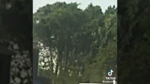 Деревья движутся