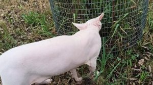 Бес метит/Снова на даче