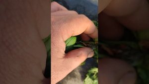 Клубника Ариана. Заметка о сорте. Пока не очень приятная.