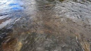 #Карелия#РыбалкасГидом#Озеро#Река#Хариус Осень, сбор ягод, хариус на озере. Вечер не реке.