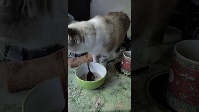 Овсянка, СЭР!