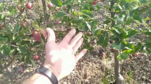 урожай яблони на подвое 62 396 в неблагоприятный год
