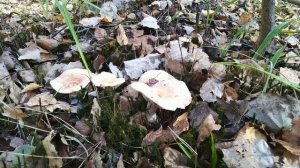 Прогулка в осеннем лесу Хвойные деревья