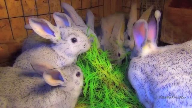 Крольчата - забавные смешные животные смотреть онлайн