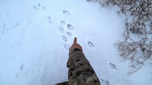 Охота на зайца. ВЫПАЛ ПЕРВЫЙ СНЕГ. Тропление. Зайца очень много.