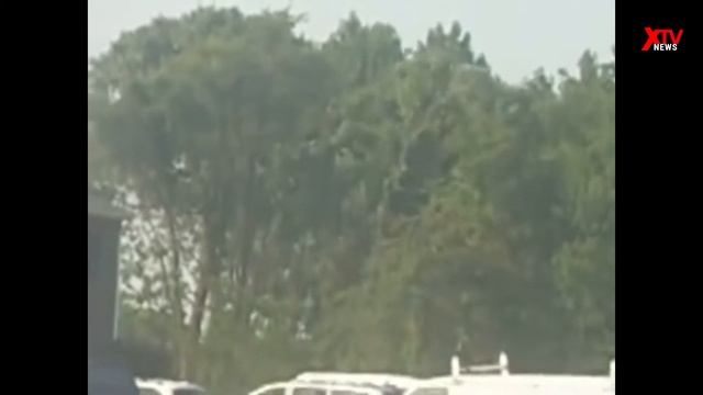 Ходячее дерево зафиксировала камера