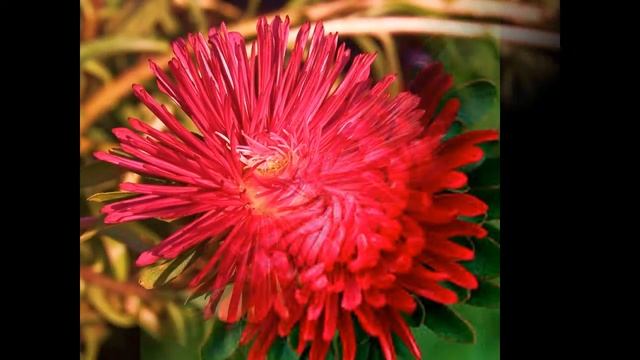 *//АСТРЫ,,,//ЛЮБИМЫЙ ЦВЕТОК...//* смотреть онлайн