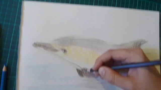 Рисуем дельфина белобочку