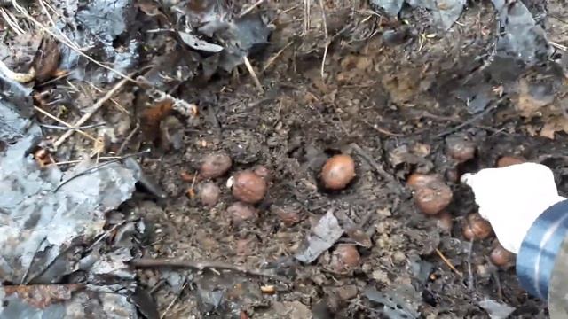 Стратификация и проращивание грецких и сердцевидных орехов. смотреть онлайн