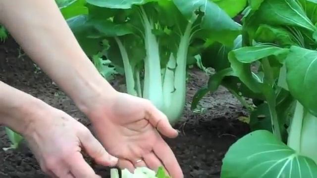 Cut-and-come-again harvesting pak choi смотреть онлайн