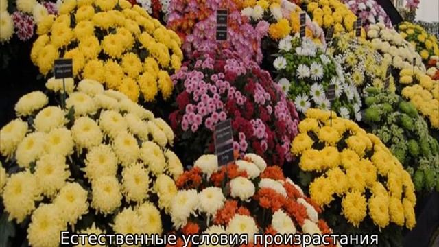 Японские цветы смотреть онлайн