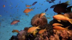 Цвета океана