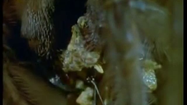 Птицеед ест змею. смотреть онлайн