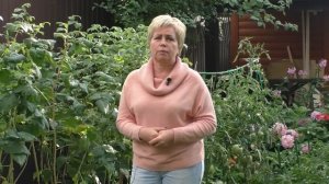 НЕ ЗАБУДЬТЕ СДЕЛАТЬ ЭТО С МАЛИНОЙ В АВГУСТЕ!