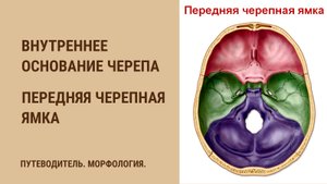 Внутреннее основание черепа. Передняя черепная ямка