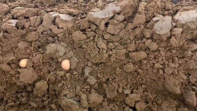 Посадка картофеля под плуг 2022 смотреть онлайн