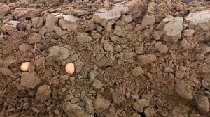 Посадка картофеля под плуг 2022