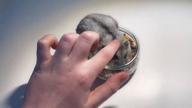 Почему хомяк кусается? смотреть онлайн