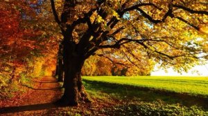 Ваше бытие - это начало и конец ума. Нектар бессмертия. Нисаргадата Махарадж.