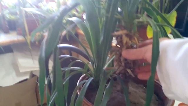 Ложные пальмы - почти как настоящие смотреть онлайн