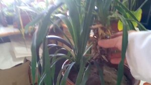 Ложные пальмы - почти как настоящие