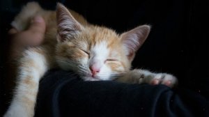 ?расслабляющая музыка для кошек ? очень эффективно для сна, успокаивает беспокойную кошку "RUмузыка