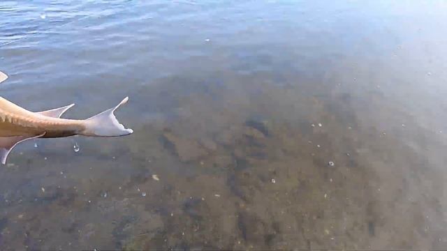 Ловля рыбы на закидушки| Ловля судака на оке смотреть онлайн