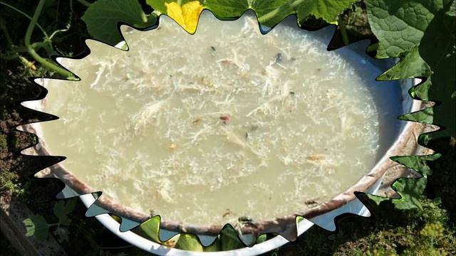 Огурцы. Правила высокого урожая. Как добиться супер урожая огурцов смотреть онлайн