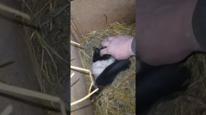 Удивительные кролики, результат непородного скрещивания...