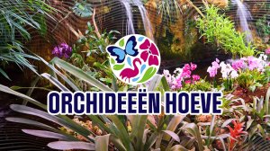 Парк Орхидей в Голландии. Тропический Сад в Нидерландах в деревне Лютелхейст. De Orchideeën Hoeve.