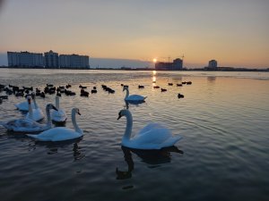 На лебедином озере сегодня лёд...