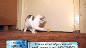 ОЗЖ "Кот и пес" Новокузнецк