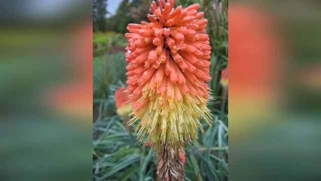 Что создают из декоративных цветущих растений?