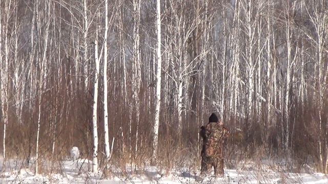 Зимний маршрутный учет. Зверобой идет на лося. Часть 2 смотреть онлайн