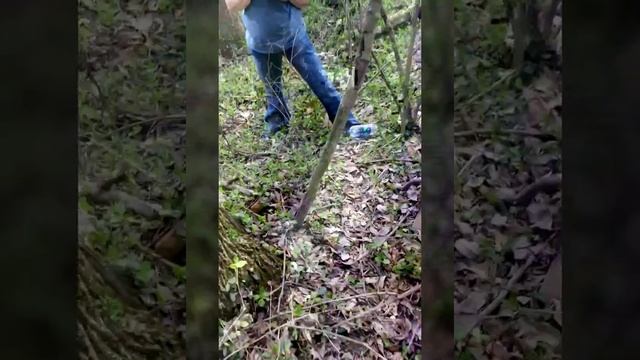 Big red false morel смотреть онлайн