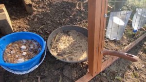 МИНИ КУРЯТНИК ИЛИ КУРИНЫЙ ТРАКТОР!