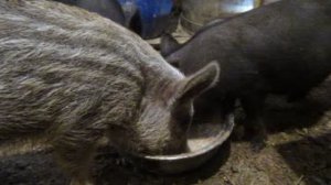 наши поросята кушают